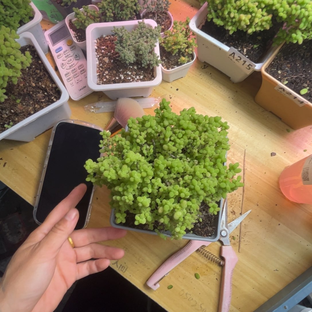 ****宝蜜桔糖球优选枝干番杏