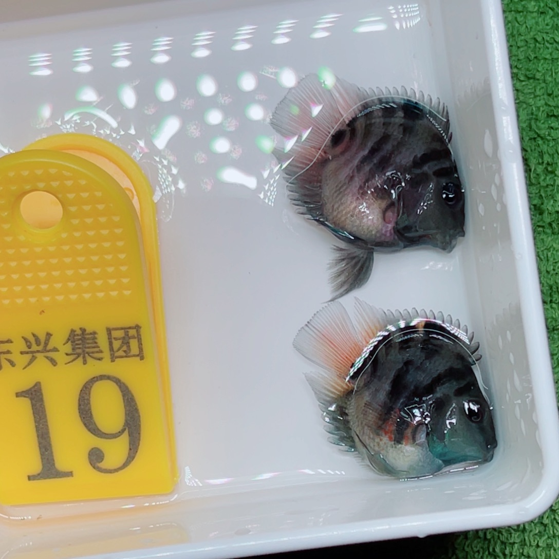 鹦鹉鱼摩卡色一对