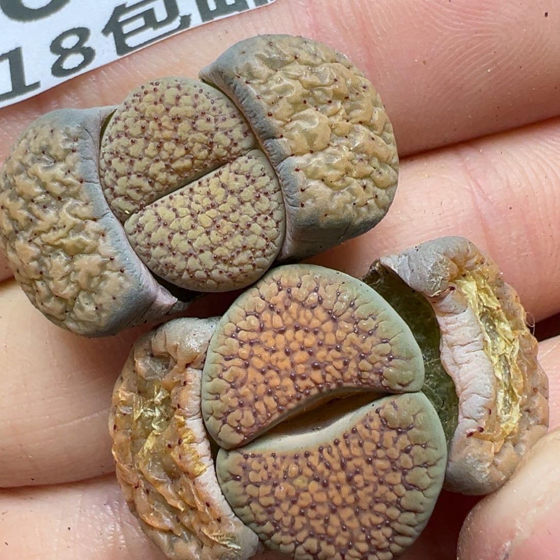 【闪购商品】369……