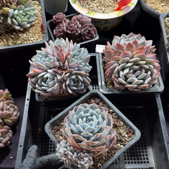 12厘米左右一物一拍的