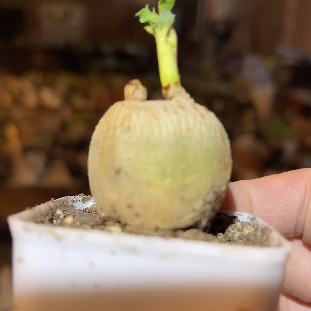 满38包邮2天凑单，脱土晾根发货多肉植物锦珊瑚