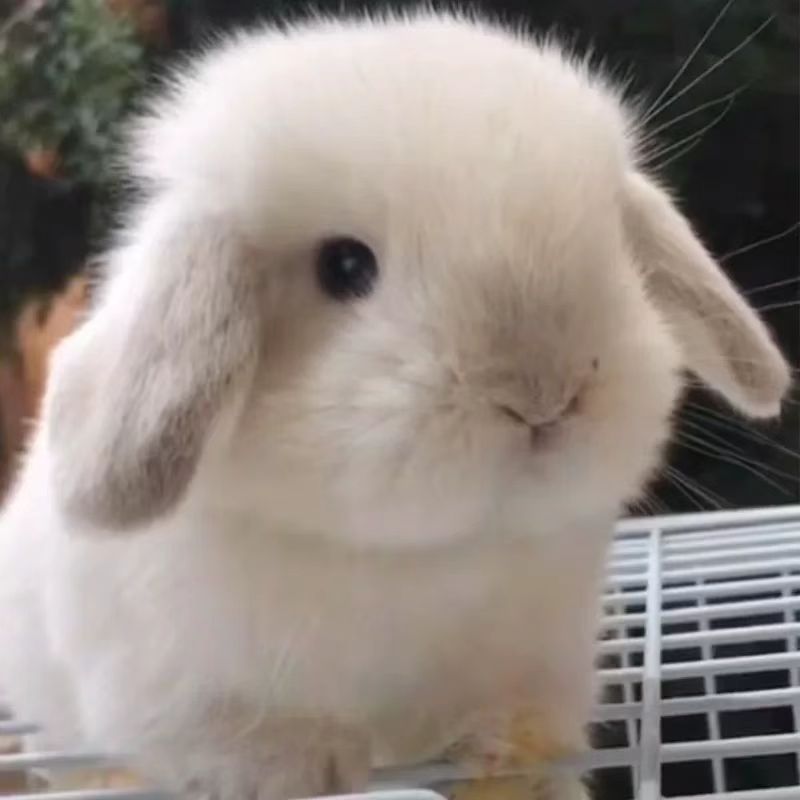 超萌侏儒垂耳兔适合家养不咬人可爱宠物兔顺丰包邮