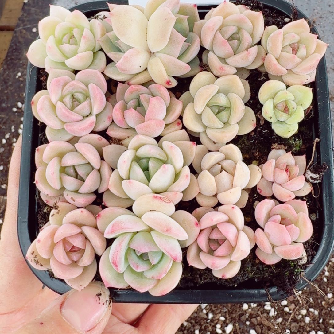 杂交新品珍妮多肉82