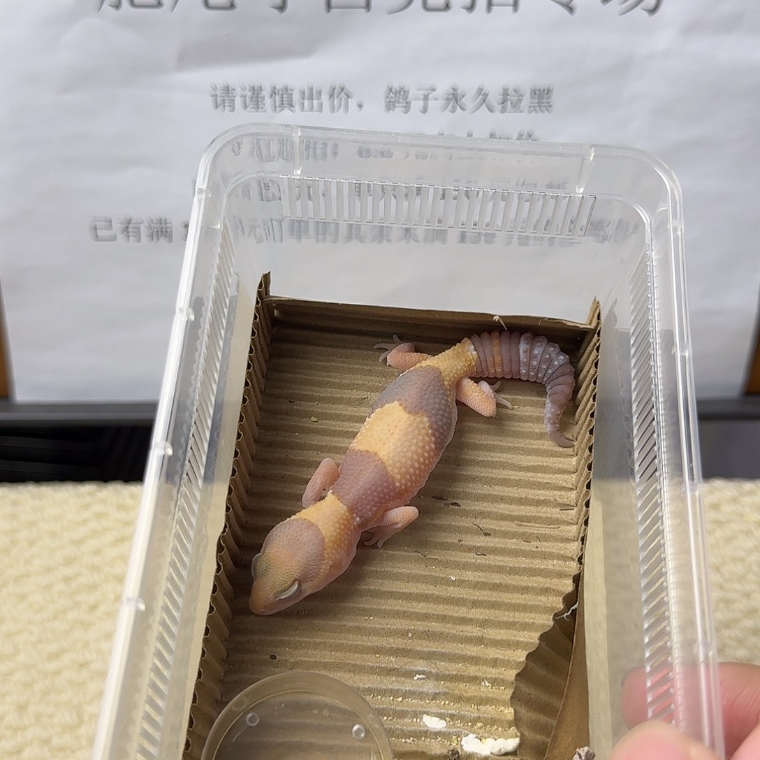 肥尾守宫封顶88 福利 