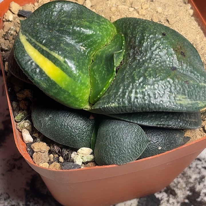 云***Ⅹ客户专拍一物一拍3