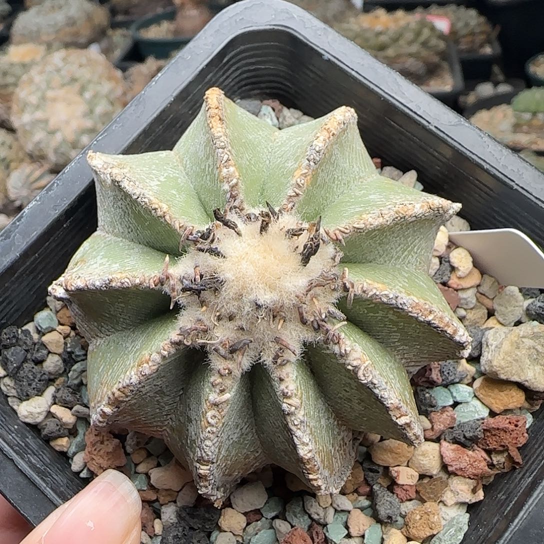 c***糖辛顿花龙辛顿花龙