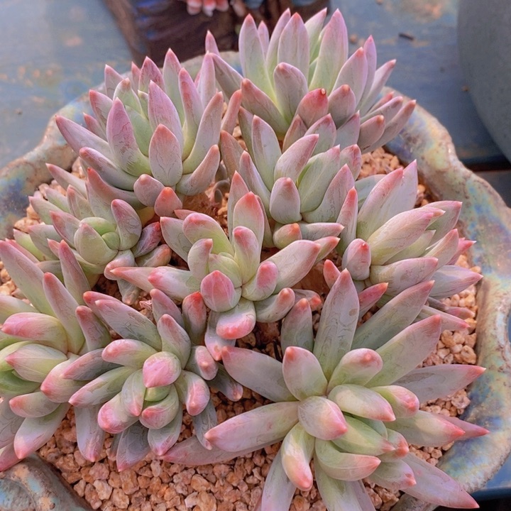 是因为她太善良才