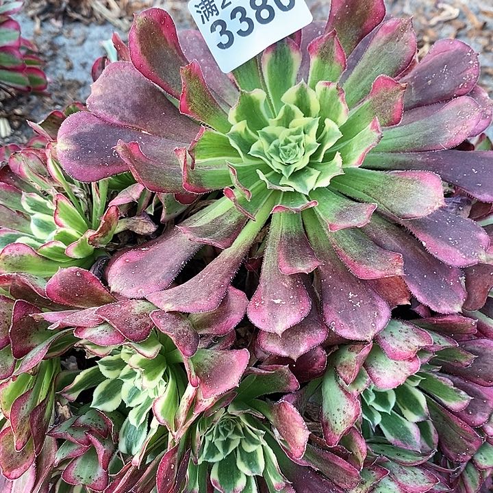 一颗同花顺法师3380