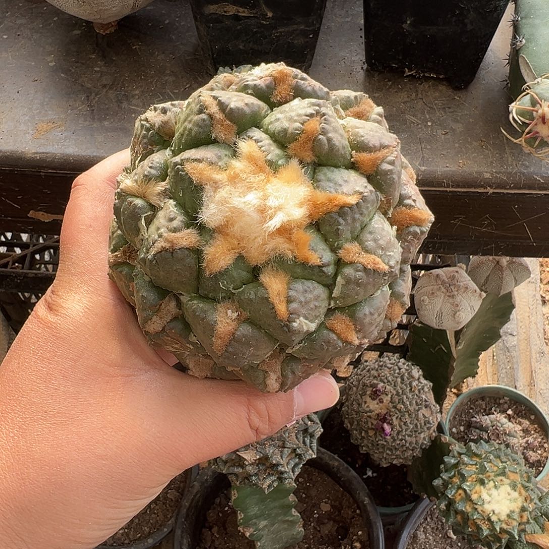 10.8连山牡丹仙人球997