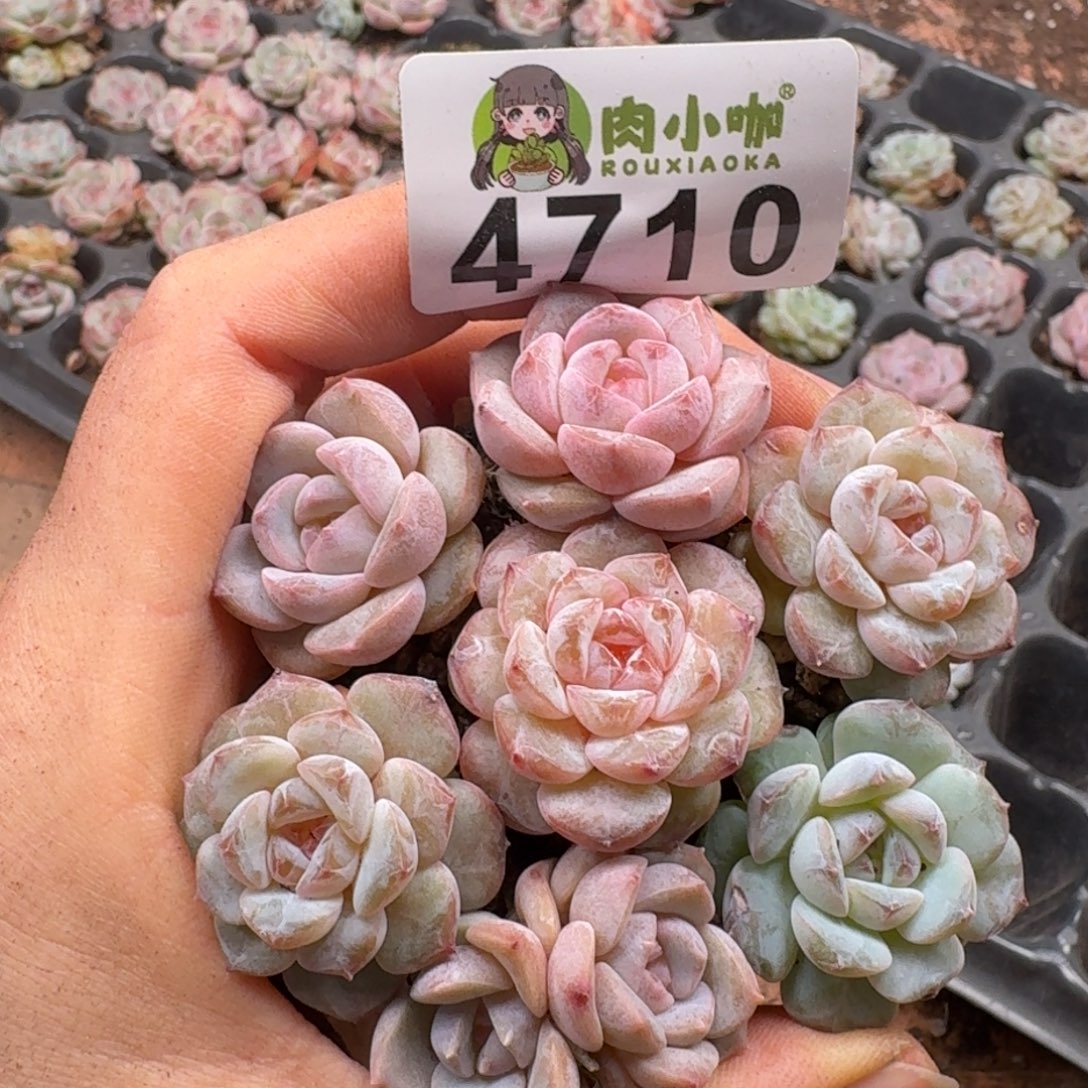 多肉植物多肉植物