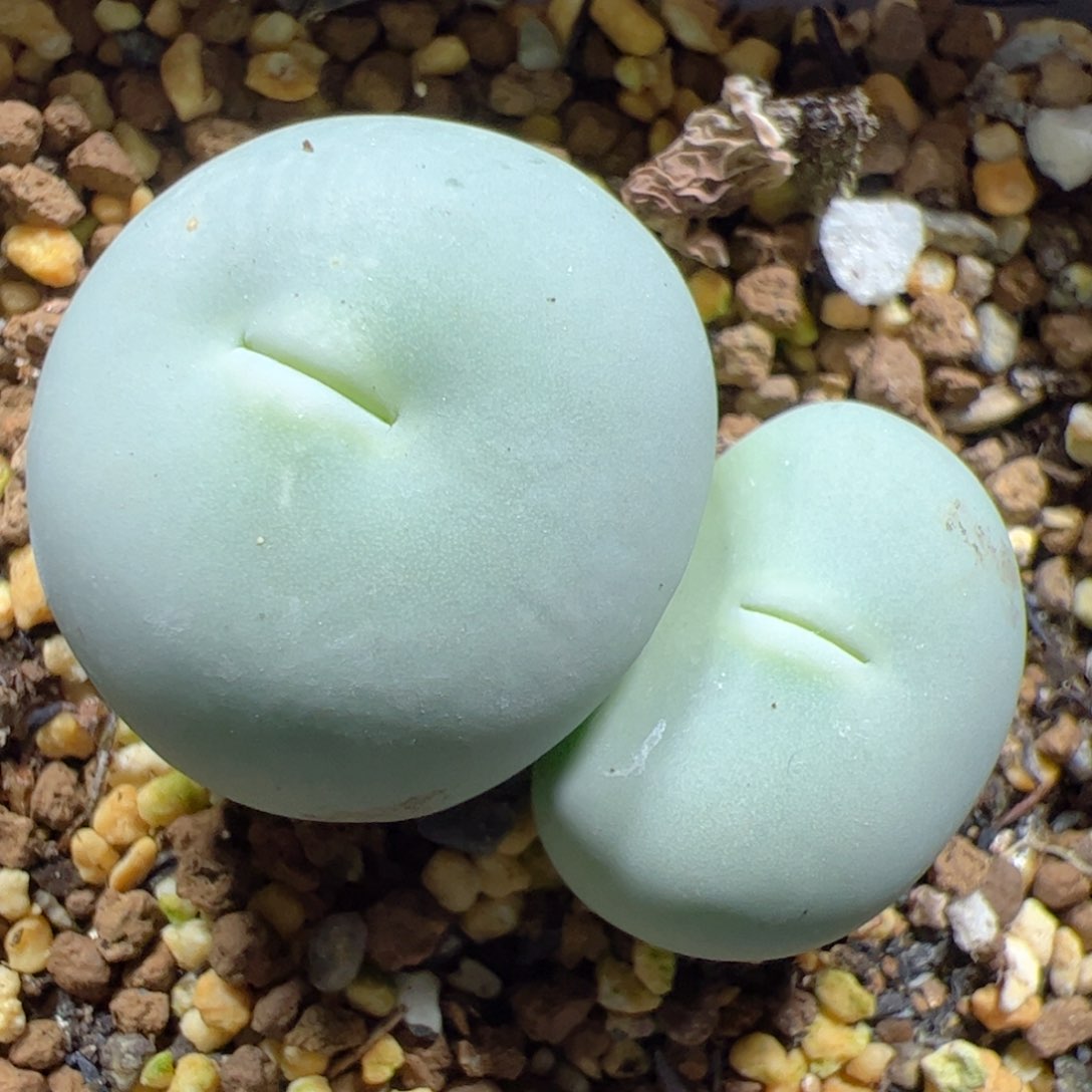 【闪购商品】254 双头大鸽子蛋