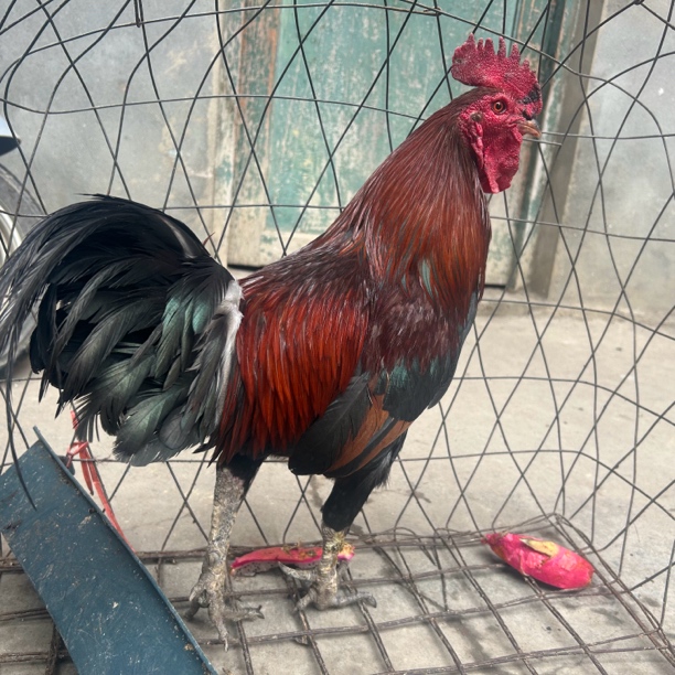 农家放养新鲜现杀带脚蹬大公鸡