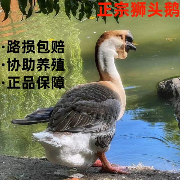 【顺丰包邮】特大狮头鹅美味鲜