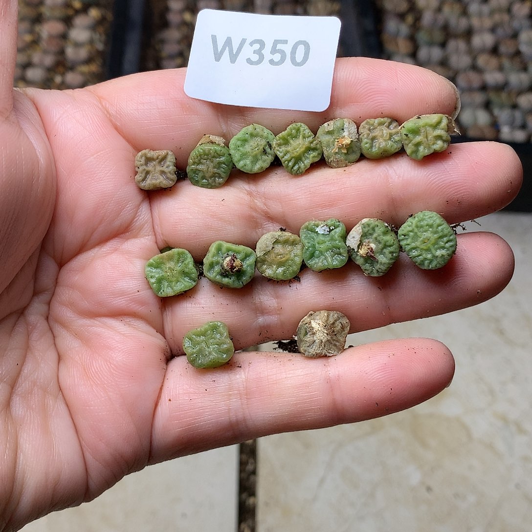 沛*W350多肉植物保护