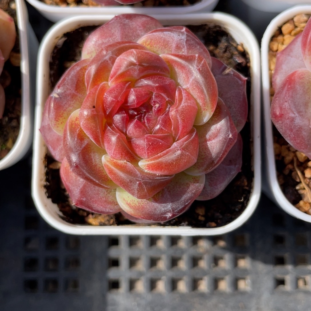 柒***叶优选琥珀珍妮多肉1128