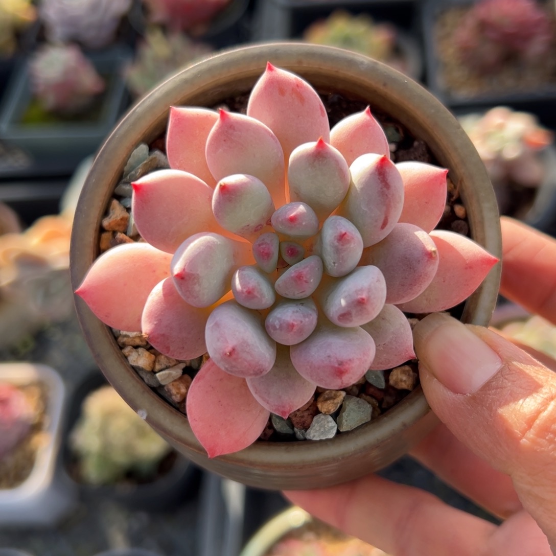 彩虹奶精控多肉一物一拍