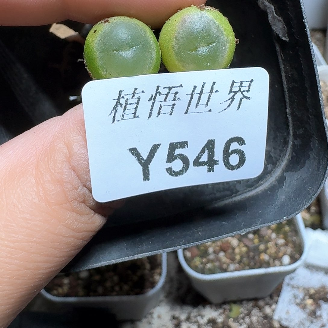 546号多肉植物哇f g
