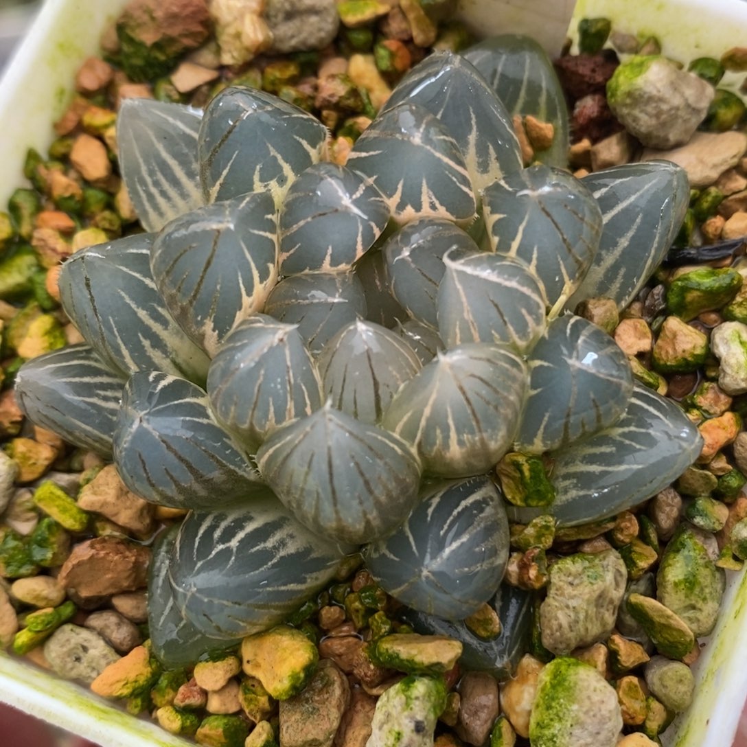 206白糊斑霓虹灯玉露锦