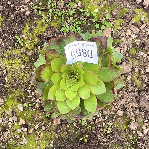 855桃花石多肉法师