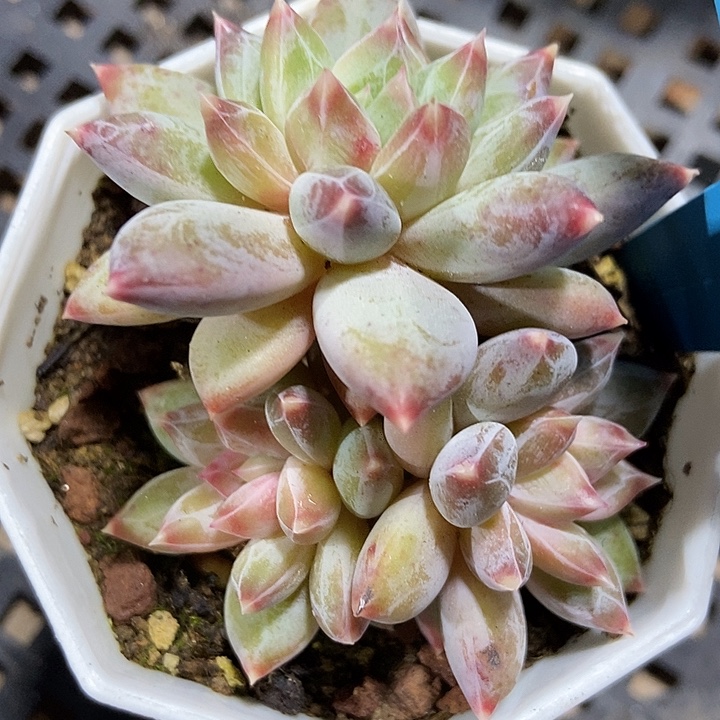 多肉植物伊丽莎白美人19