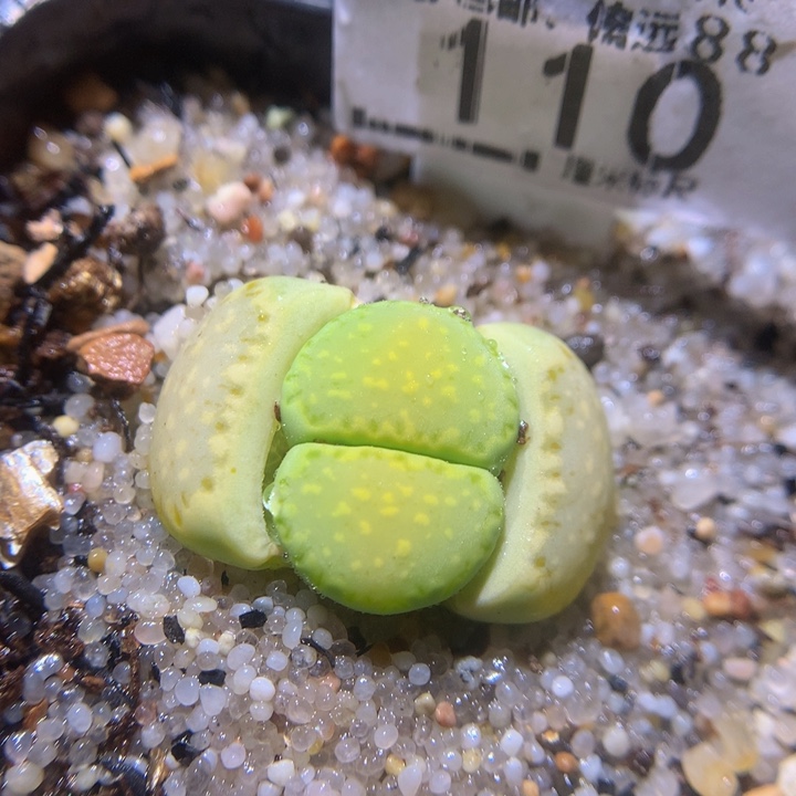 zz精品生石花110