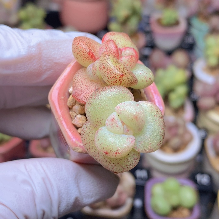 041 冰玉呀石化锦 稳定 木质