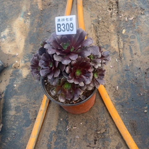 309欧紫不包断枝