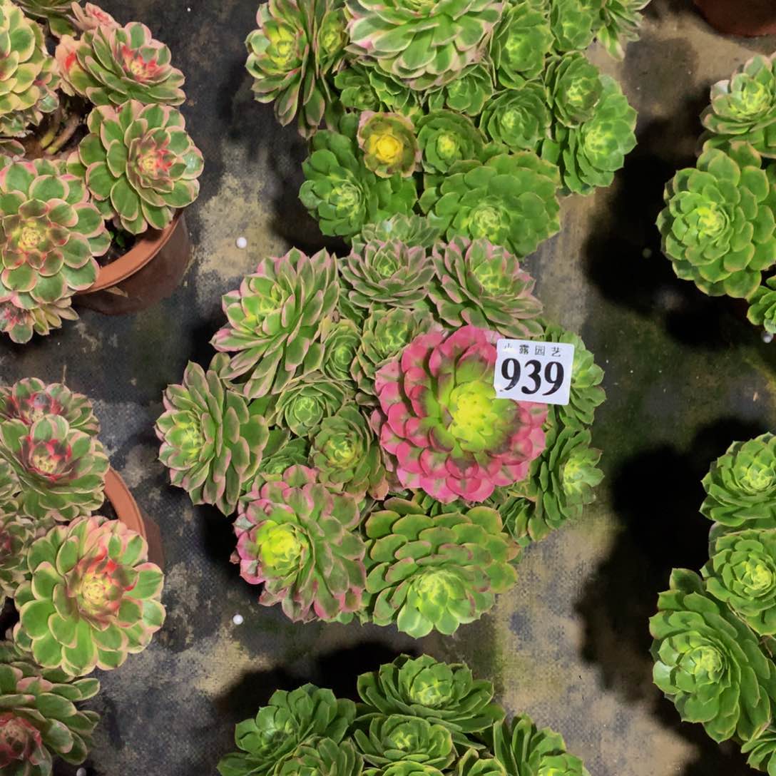 八*后多肉植物939海仙88888