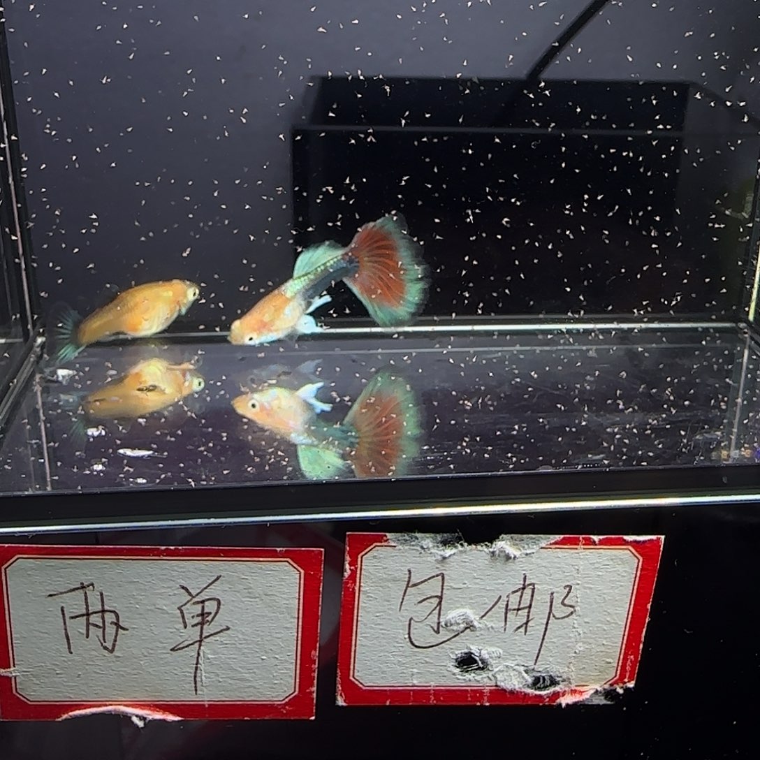 孔雀鱼黄化蓝礼服欧意跑红一对
