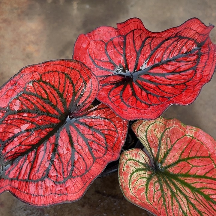 15-0102蜘蛛侠福利广东现货