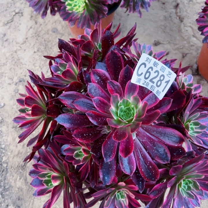 婚纱多肉植物法师6281