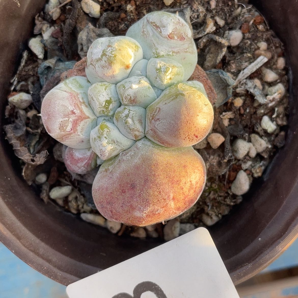 【闪购商品】?***g6323花朵拇指