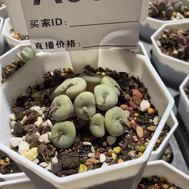 ****n089。多肉植物的生长