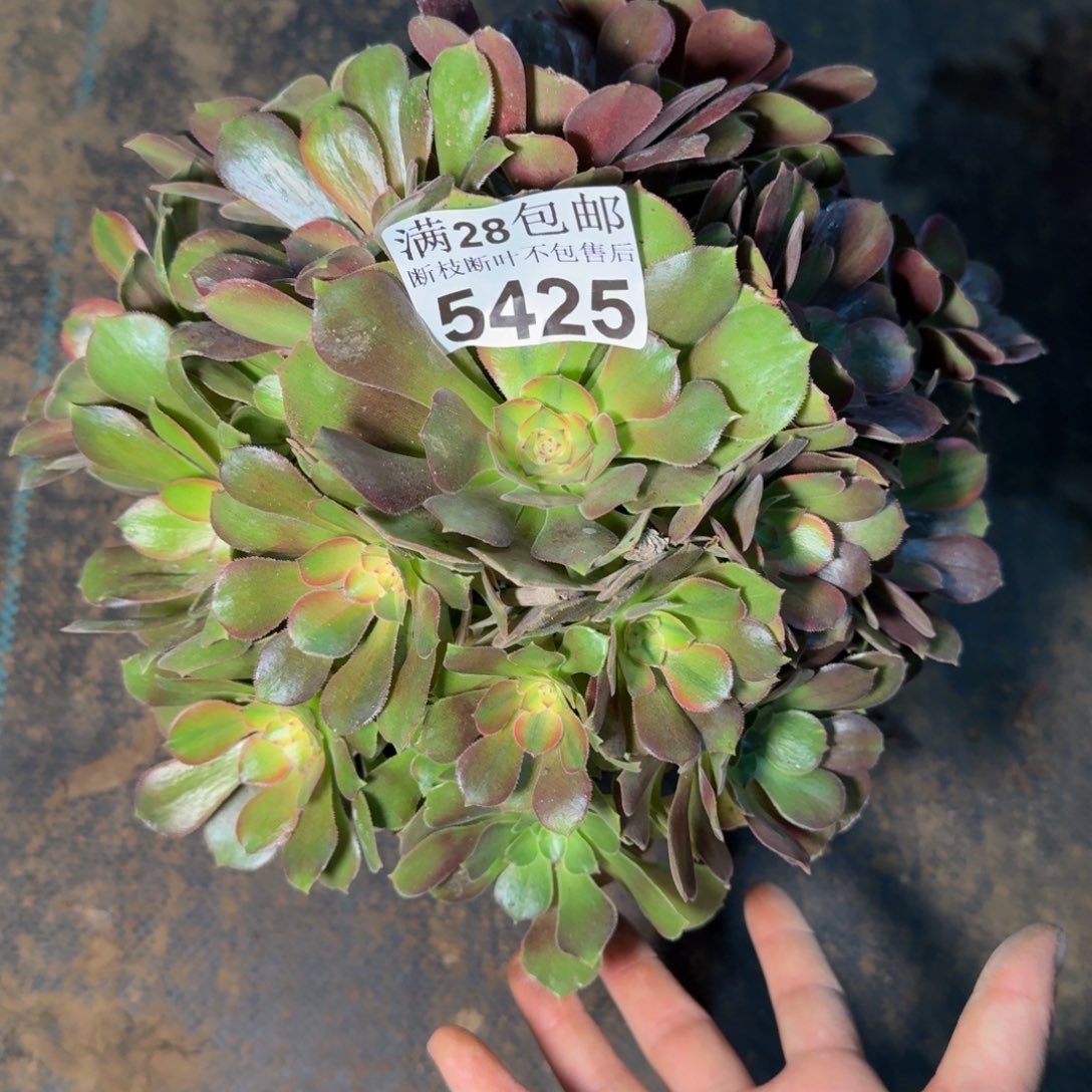 5425流星雨不包断枝