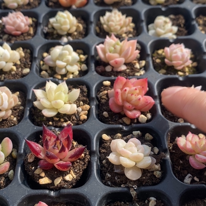 7 多肉植物盆栽花卉