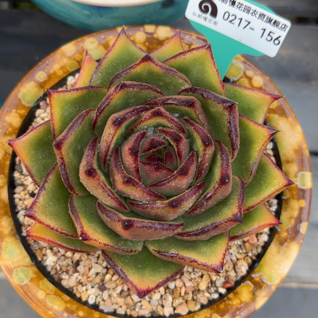 多肉一物一拍0217-156天灯