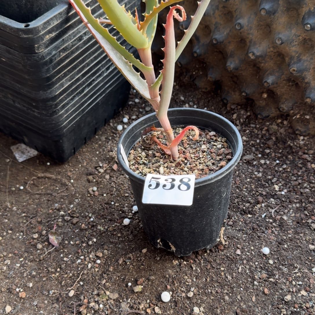 南非荷兰语芦荟一物一拍