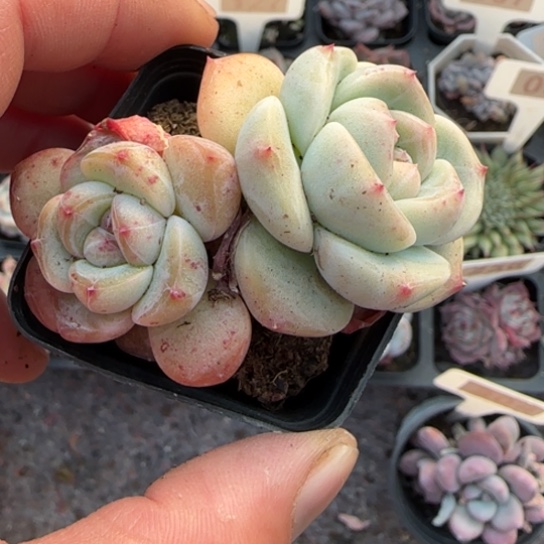 64新品珍妮多肉植物多