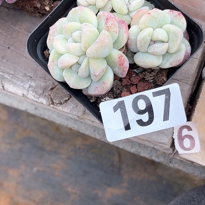 吖*多肉植物一物一拍