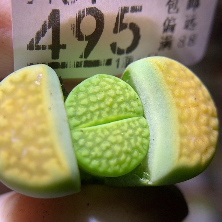 精品生石花34.495