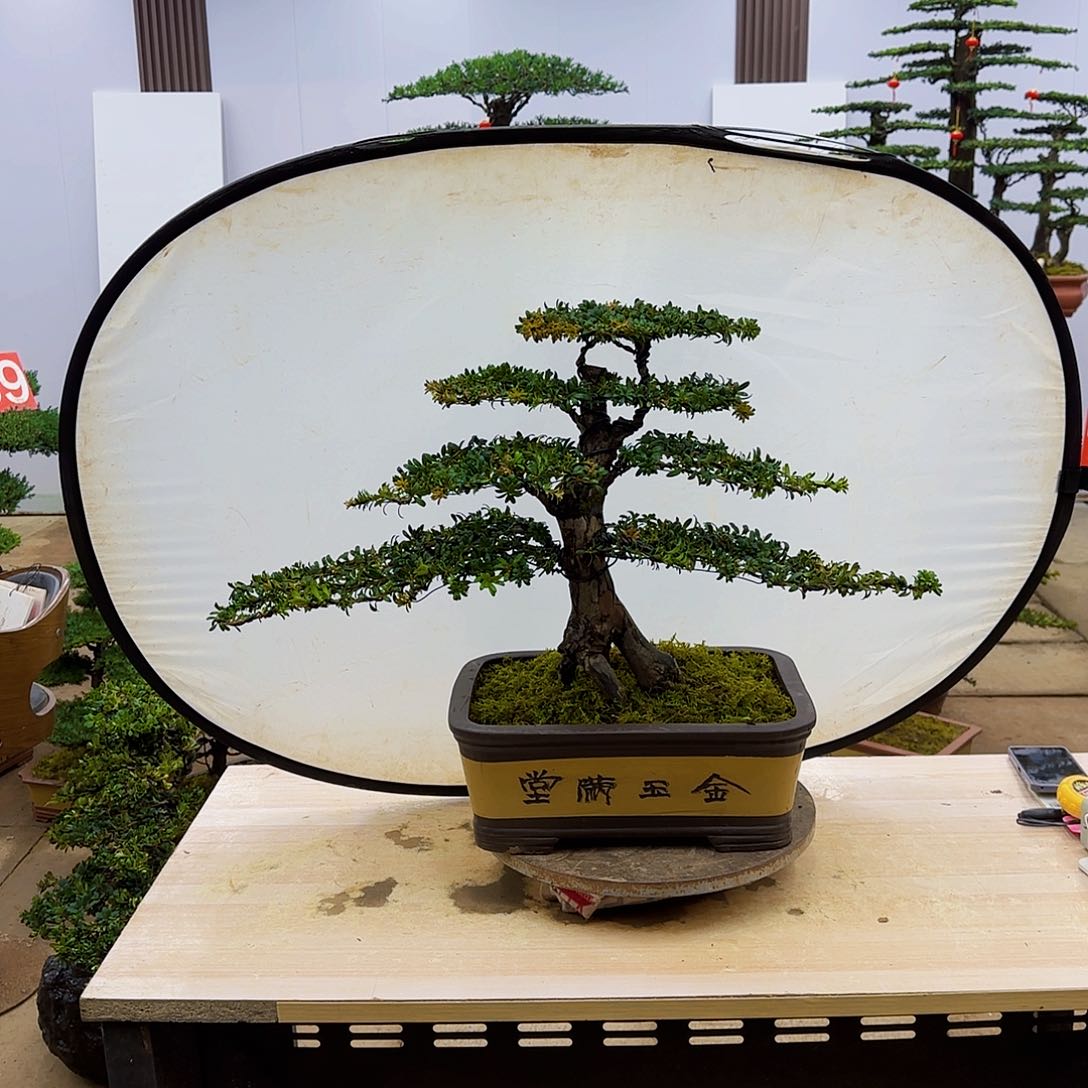 盆景直播间一物一拍