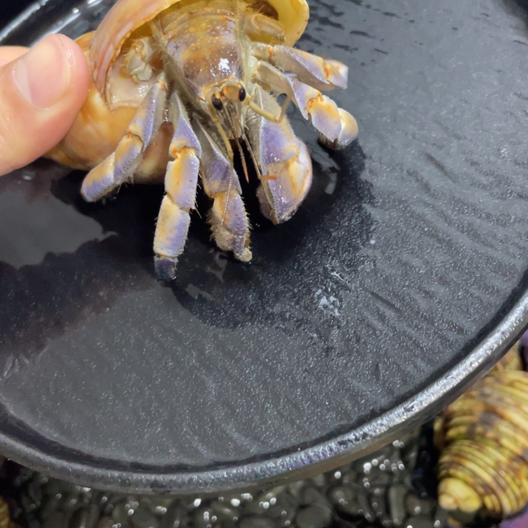 寄居蟹，寄居蟹，寄居蟹