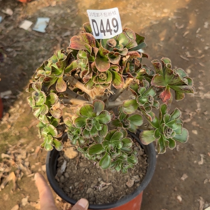 拉丝锦……多肉植物…………