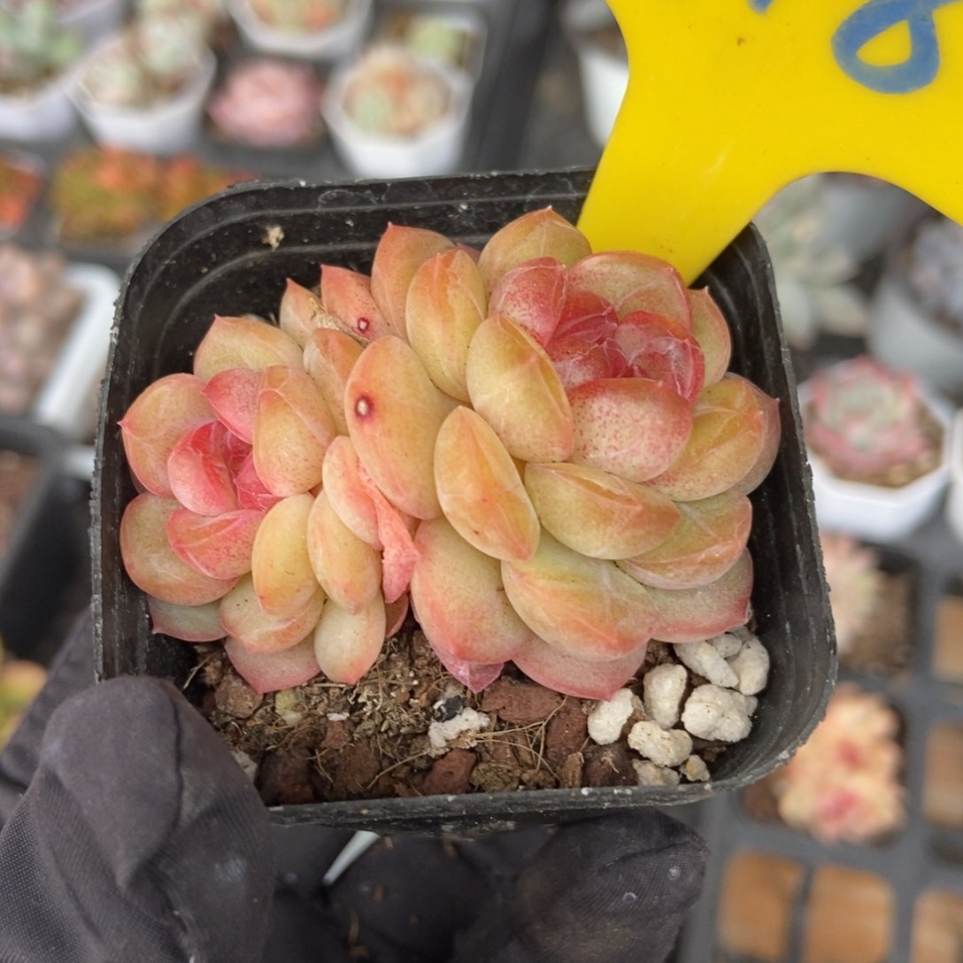 918琴心多肉植物