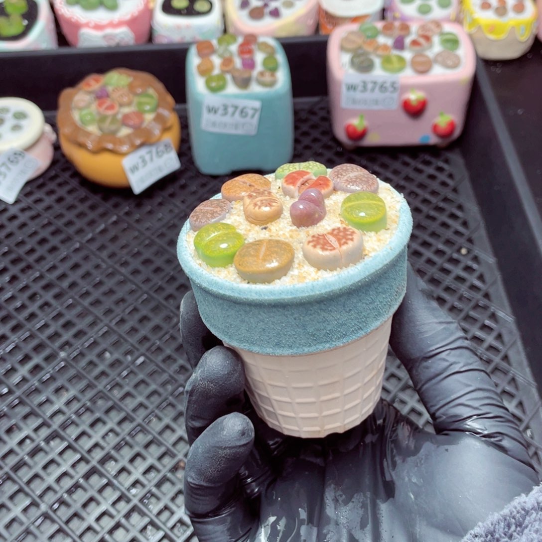 w3770--带盆土发货，零下地区拍保温箱