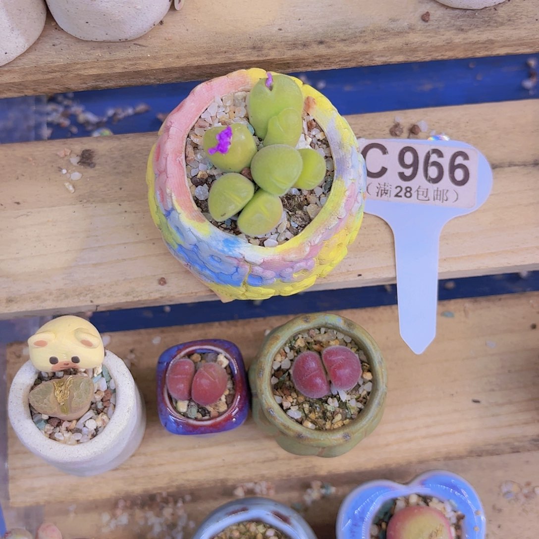 C966毛翠堤一物一拍