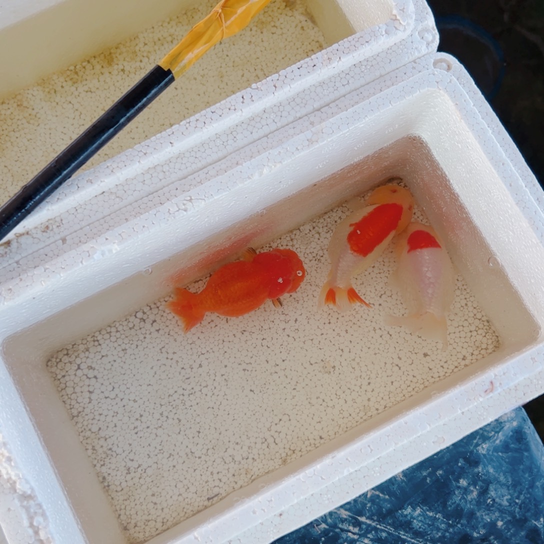 傻****海水鱼1111111111111