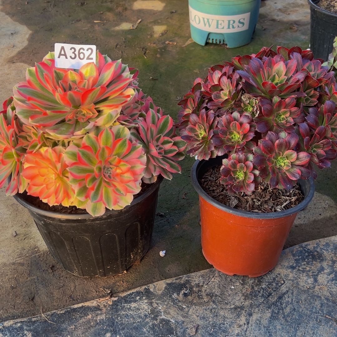 @***柔无花朵女巫安娜362