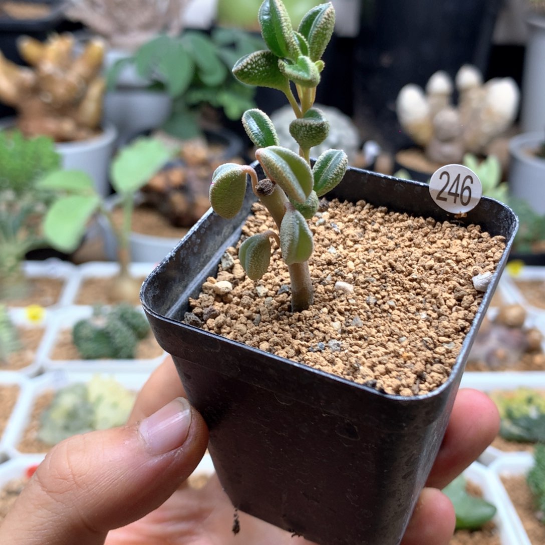 蛤蟆椒草多肉带盆