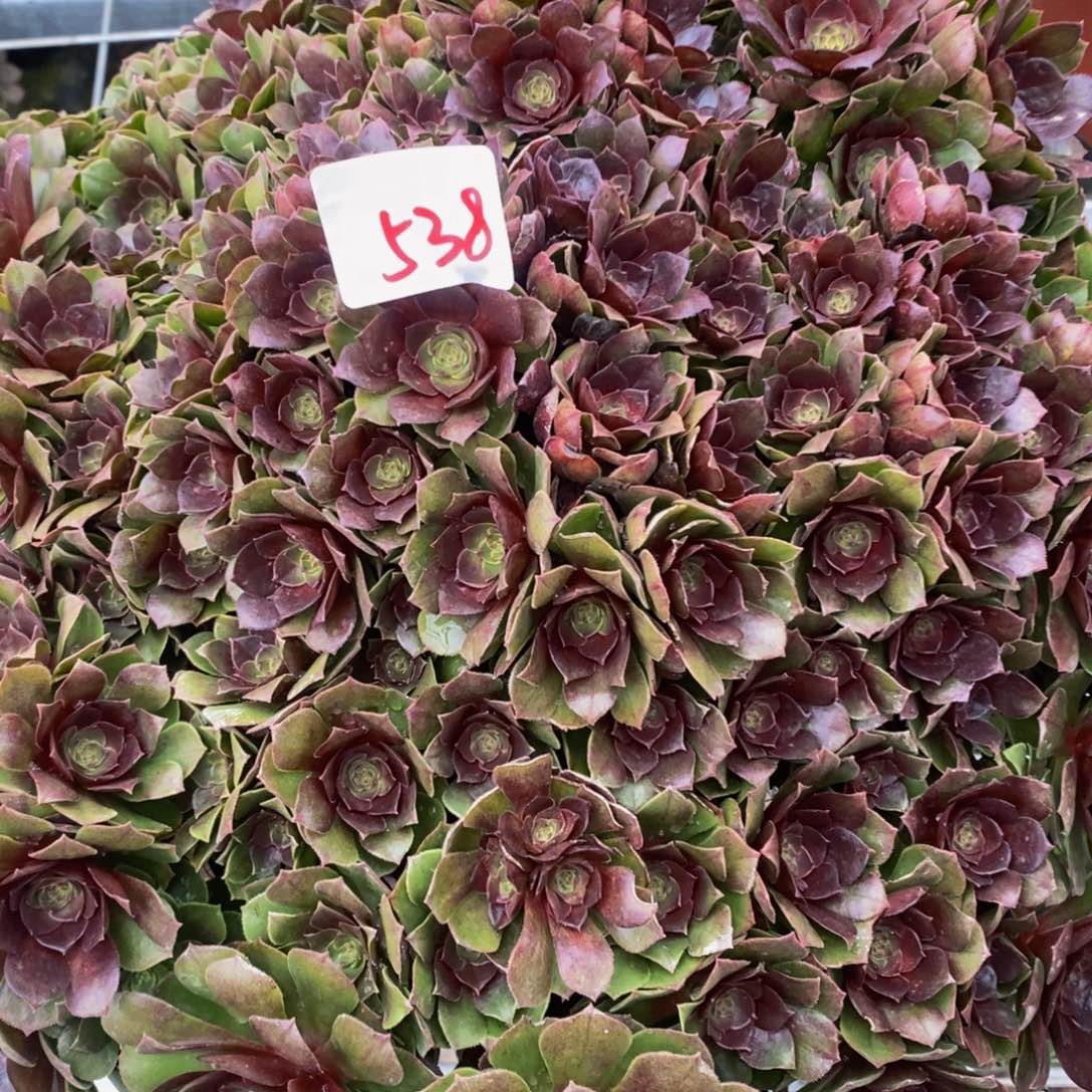 538号糖心小朵朵沙拉碗法师多肉